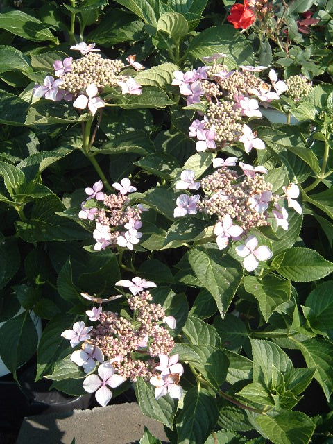Hydrangea macrophylla 'Claudie' — photo 1
