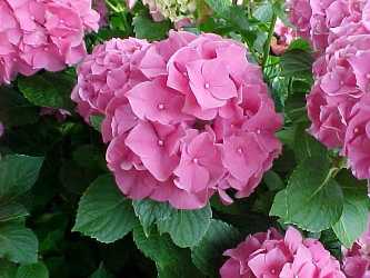 Hydrangea macrophylla 'Forever Pink'