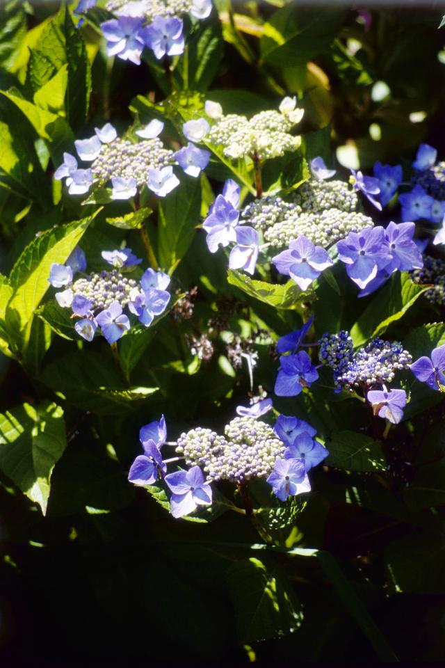Hydrangea macrophylla 'Lilacina'