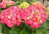 Hydrangea macrophylla 'Merritt Supreme'