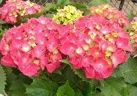 Hydrangea macrophylla 'Merritt Supreme' — photo 1