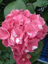 Hydrangea macrophylla 'Merritt Supreme' — photo 2