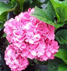 Hydrangea macrophylla 'Merritt Supreme' — photo 3