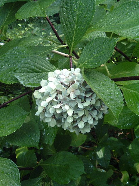 Hydrangea macrophylla 'Nigra'