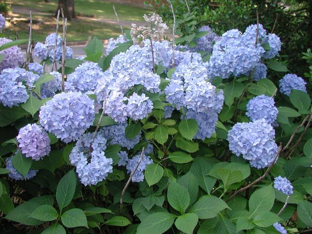 Hydrangea macrophylla 'Nikko Blue' — photo 1