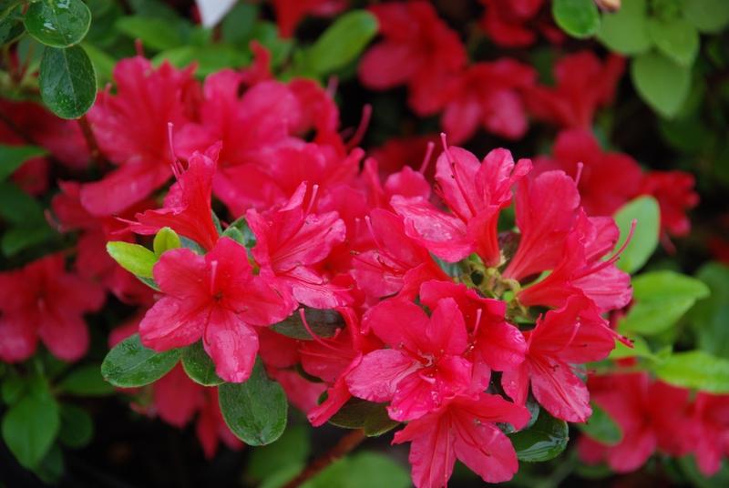 Azalea 'Hino Crimson' — photo 1