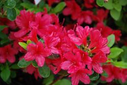 Azalea 'Hino Crimson' — photo 1