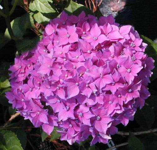 Hydrangea macrophylla 'Pia'