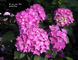 Hydrangea macrophylla 'Pia' — photo 2
