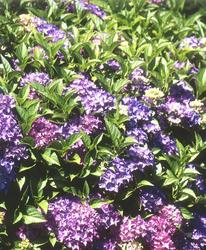Hydrangea macrophylla 'Pia' — photo 3