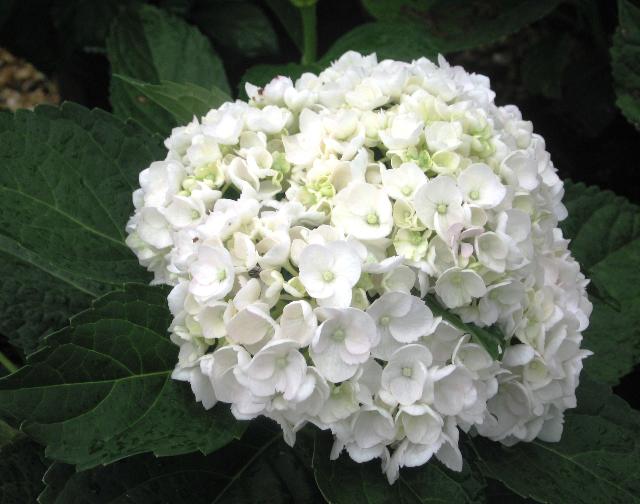 Hydrangea macrophylla 'Sister Theresa' — photo 1