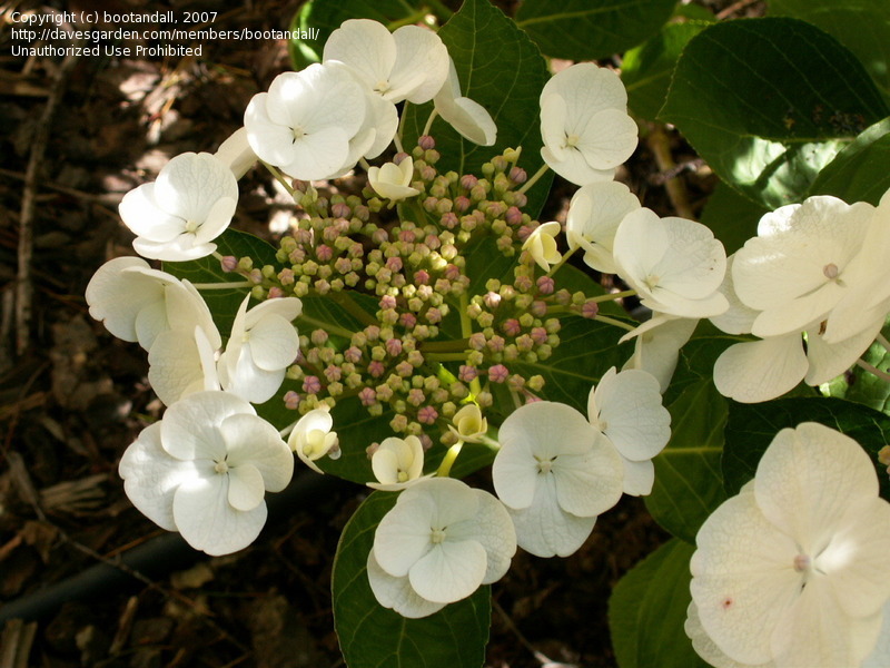 Hydrangea macrophylla 'Libelle'