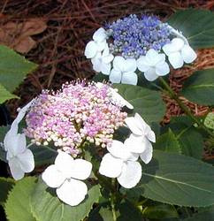 Hydrangea macrophylla 'Tokyo Delight' — photo 1
