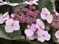 Hydrangea macrophylla 'Tokyo Delight' — photo 2