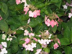 Hydrangea macrophylla 'Tokyo Delight' — photo 3