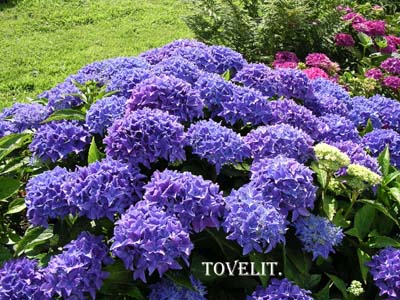 Hydrangea macrophylla Tovelit — photo 1