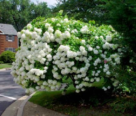 Hydrangea 'Pee Gee'