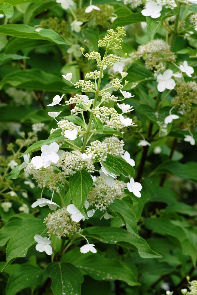 Hydrangea paniculata 'Kyushu' — photo 1