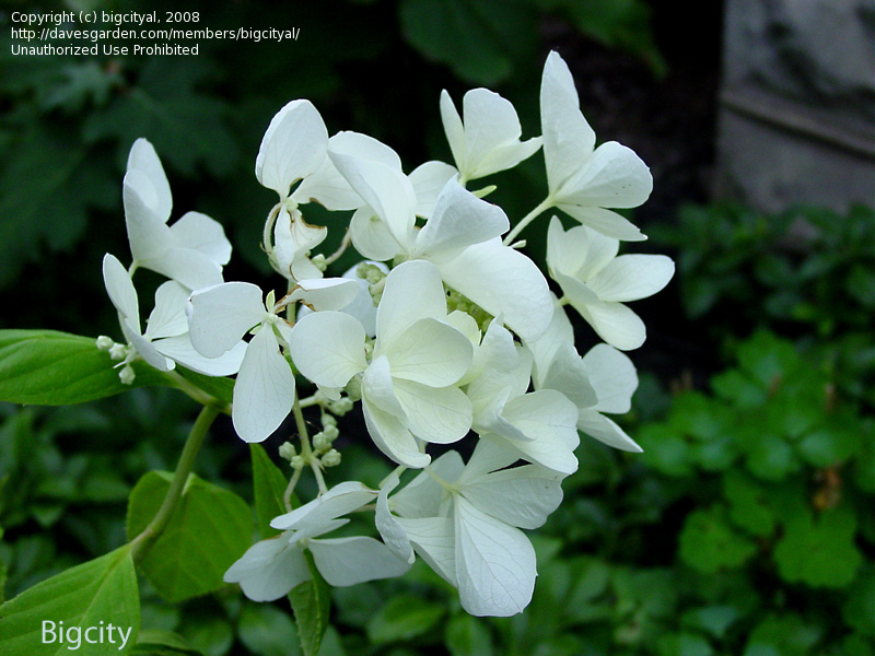 Hydrangea paniculata 'Barbara' (The Swan)