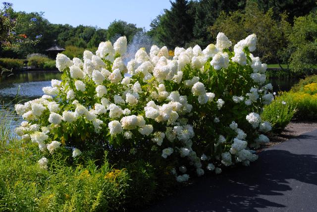 Hydrangea paniculata 'Limelight'