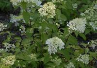 Hydrangea paniculata 'Little Lamb'