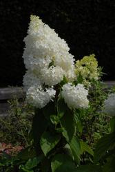 Hydrangea paniculata 'Little Lamb' — photo 2
