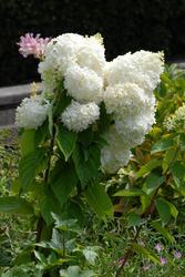 Hydrangea paniculata 'Little Lamb' — photo 3