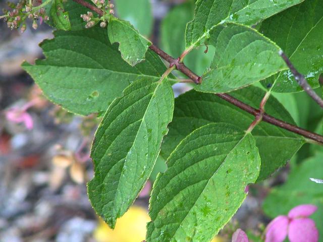 Hydrangea paniculata 'Interhydia'(PINK DIAMOND)