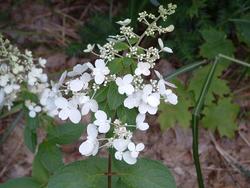Hydrangea paniculata  (PINKY WINKY) — photo 1