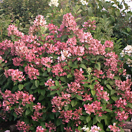 Hydrangea paniculata 'Bulk'(QUICK FIRE)