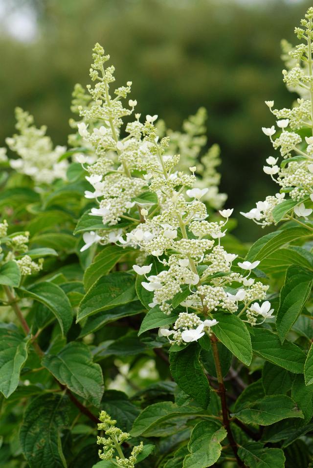 Hydrangea paniculata 'Tardiva' — photo 1