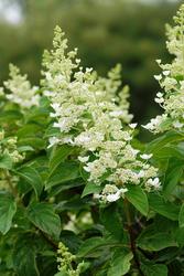 Hydrangea paniculata 'Tardiva' — photo 1