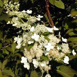 Hydrangea paniculata 'Tardiva' — photo 2
