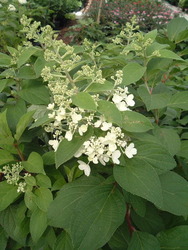 Hydrangea paniculata 'Tardiva' — photo 3