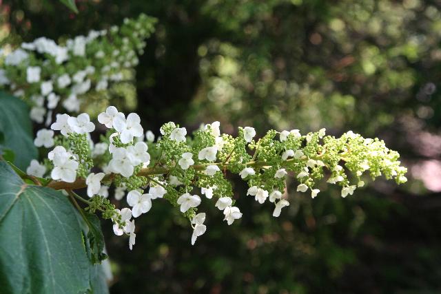 Hydrangea quercifolia 'Alice'