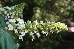 Hydrangea quercifolia 'Alice' — photo 1
