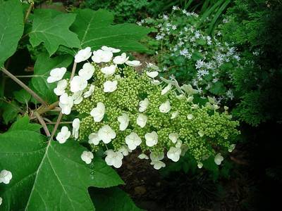 Hydrangea quercifolia 'Sikes Dwarf'