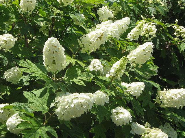 Hydrangea quercifolia 'Flemygea'(SNOW QUEEN) — photo 1