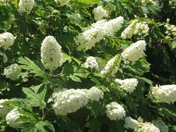 Hydrangea quercifolia 'Flemygea'(SNOW QUEEN) — photo 1