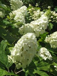 Hydrangea quercifolia 'Flemygea'(SNOW QUEEN) — photo 2