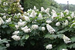 Hydrangea quercifolia 'Flemygea'(SNOW QUEEN) — photo 3