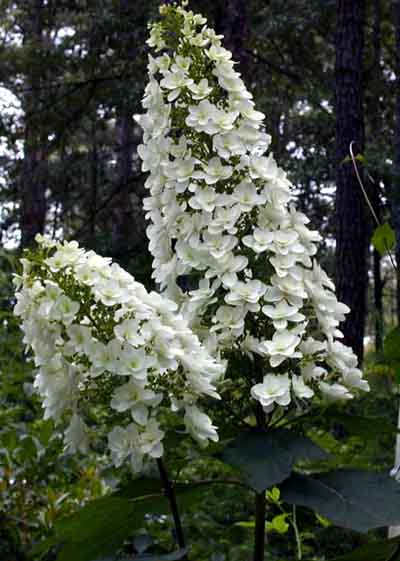 Hydrangea quercifolia 'Snowflake'