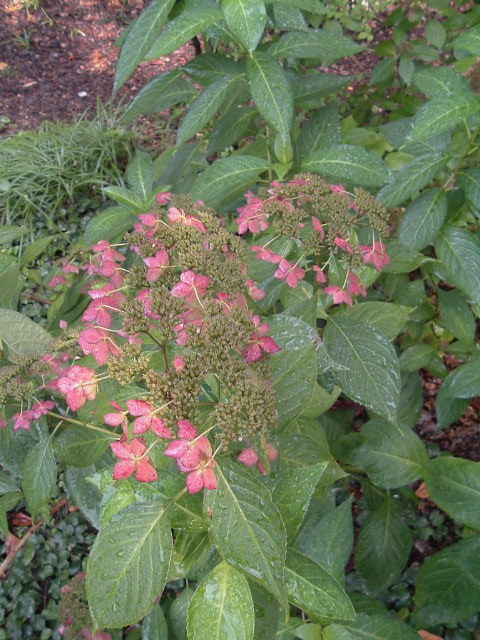 Hydrangea serrata Grayswood
