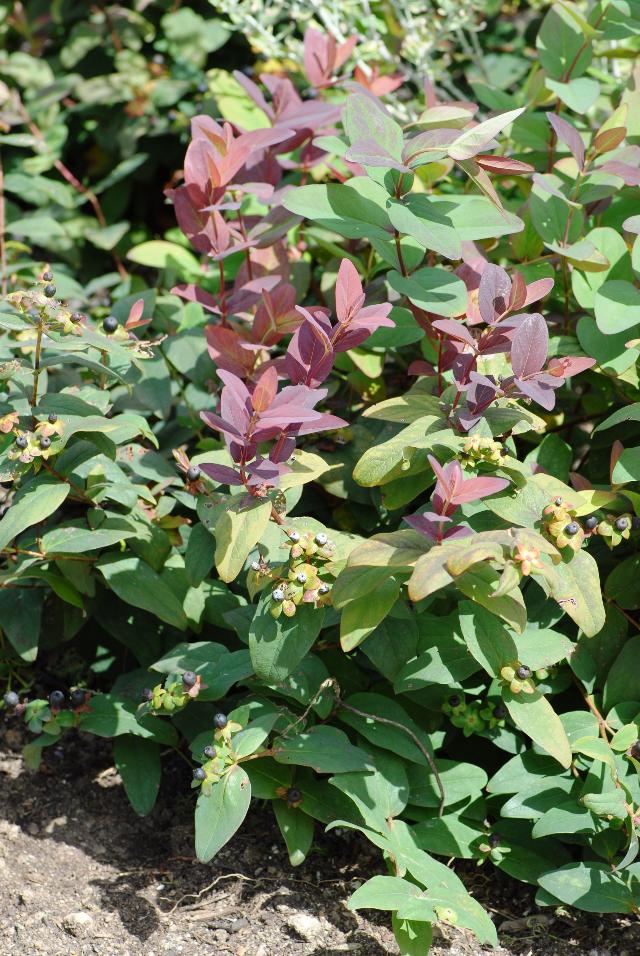 Hypericum androsaemum 'Albury Purple'