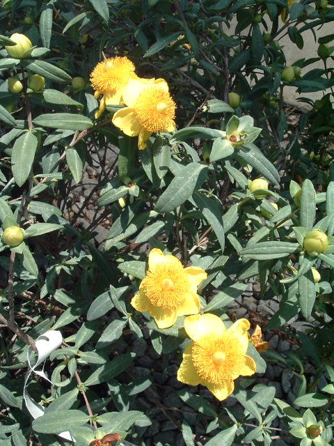 Hypericum frondosum 'Sunburst'