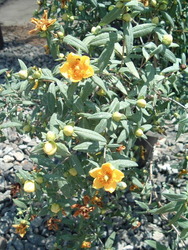 Hypericum frondosum 'Sunburst' — photo 2