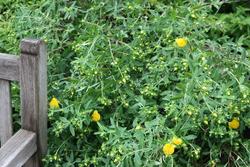 Hypericum frondosum 'Sunburst' — photo 3
