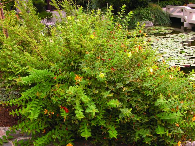Hypericum 'Hidcote' — photo 1