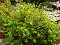 Hypericum 'Hidcote' — photo 1