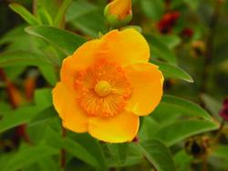 Hypericum 'Hidcote' — photo 2